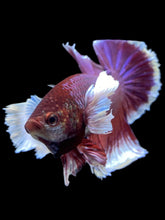Load image into Gallery viewer, GIANT Male Halfmoon Plakat - Lavender Dumbo #1945 - Live Betta Fish
