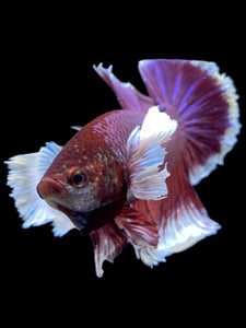 GIANT Male Halfmoon Plakat - Lavender Dumbo #1945 - Live Betta Fish
