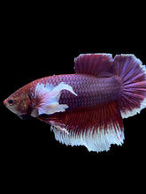 Load image into Gallery viewer, GIANT Male Halfmoon Plakat - Lavender Dumbo #1945 - Live Betta Fish
