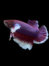 Load image into Gallery viewer, GIANT Male Halfmoon Plakat - Lavender Dumbo #1945 - Live Betta Fish
