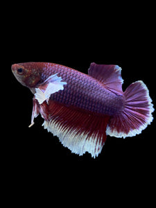 GIANT Male Halfmoon Plakat - Lavender Dumbo #1945 - Live Betta Fish