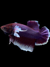 Load image into Gallery viewer, GIANT Male Halfmoon Plakat - Lavender Dumbo #1945 - Live Betta Fish
