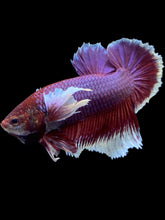Load image into Gallery viewer, GIANT Male Halfmoon Plakat - Lavender Dumbo #1945 - Live Betta Fish

