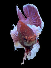 Load image into Gallery viewer, GIANT Male Halfmoon Plakat - Lavender Dumbo #1945 - Live Betta Fish
