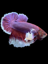 Load image into Gallery viewer, GIANT Male Halfmoon Plakat - Lavender Dumbo #1945 - Live Betta Fish
