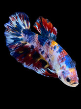 Load image into Gallery viewer, Male Halfmoon Plakat - Multicolor #1946 - Live Betta Fish
