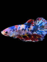 Load image into Gallery viewer, Male Halfmoon Plakat - Multicolor #1946 - Live Betta Fish
