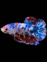 Load image into Gallery viewer, Male Halfmoon Plakat - Multicolor #1946 - Live Betta Fish
