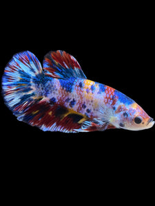 Male Halfmoon Plakat - Multicolor #1946 - Live Betta Fish