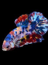 Load image into Gallery viewer, Male Halfmoon Plakat - Multicolor #1946 - Live Betta Fish
