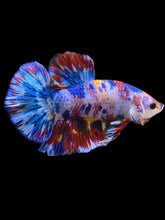 Load image into Gallery viewer, Male Halfmoon Plakat - Multicolor #1946 - Live Betta Fish
