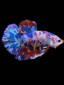 Male Halfmoon Plakat - Multicolor #1946 - Live Betta Fish