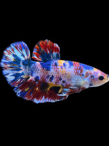 Male Halfmoon Plakat - Multicolor #1946 - Live Betta Fish
