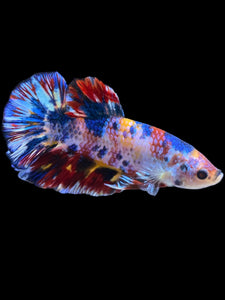 Male Halfmoon Plakat - Multicolor #1946 - Live Betta Fish