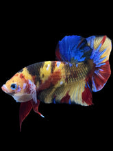 Load image into Gallery viewer, GIANT Male Halfmoon Plakat - Nemo Galaxy #1947 - Live Betta Fish
