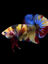 Load image into Gallery viewer, GIANT Male Halfmoon Plakat - Nemo Galaxy #1947 - Live Betta Fish

