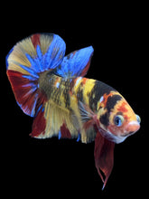 Load image into Gallery viewer, GIANT Male Halfmoon Plakat - Nemo Galaxy #1947 - Live Betta Fish
