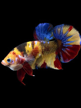 Load image into Gallery viewer, GIANT Male Halfmoon Plakat - Nemo Galaxy #1947 - Live Betta Fish

