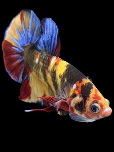 GIANT Male Halfmoon Plakat - Nemo Galaxy #1947 - Live Betta Fish