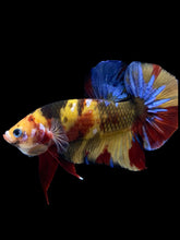 Load image into Gallery viewer, GIANT Male Halfmoon Plakat - Nemo Galaxy #1947 - Live Betta Fish
