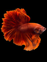 Load image into Gallery viewer, Male Rosetail - Super Red #1948 - Live Betta Fish
