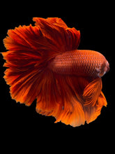 Load image into Gallery viewer, Male Rosetail - Super Red #1948 - Live Betta Fish
