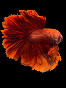 Male Rosetail - Super Red #1948 - Live Betta Fish