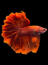 Load image into Gallery viewer, Male Rosetail - Super Red #1948 - Live Betta Fish

