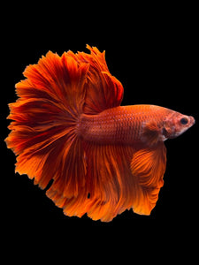 Male Rosetail - Super Red #1948 - Live Betta Fish