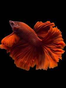 Male Rosetail - Super Red #1948 - Live Betta Fish