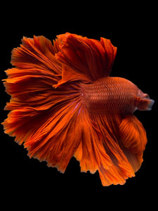 Male Rosetail - Super Red #1948 - Live Betta Fish