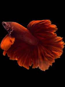 Male Rosetail - Super Red #1948 - Live Betta Fish