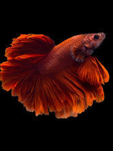 Load image into Gallery viewer, Male Rosetail - Super Red #1948 - Live Betta Fish
