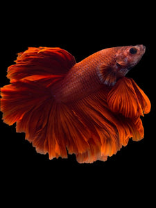 Male Rosetail - Super Red #1948 - Live Betta Fish