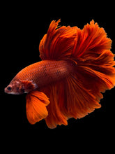 Load image into Gallery viewer, Male Rosetail - Super Red #1948 - Live Betta Fish
