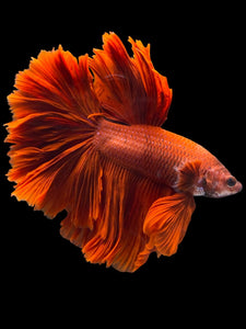 Male Rosetail - Super Red #1948 - Live Betta Fish