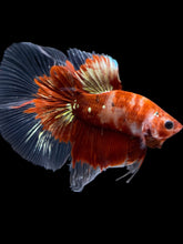 Load image into Gallery viewer, Male Halfmoon - Red Gold Glitter #1949 - Live Betta Fish
