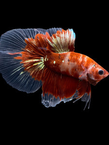 Male Halfmoon - Red Gold Glitter #1949 - Live Betta Fish