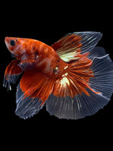 Load image into Gallery viewer, Male Halfmoon - Red Gold Glitter #1949 - Live Betta Fish
