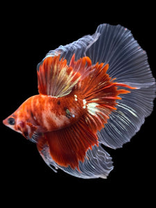 Male Halfmoon - Red Gold Glitter #1949 - Live Betta Fish