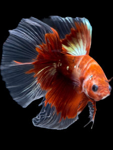 Male Halfmoon - Red Gold Glitter #1949 - Live Betta Fish