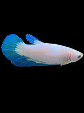 Load image into Gallery viewer, GIANT Female Halfmoon Plakat - Blue Rim #194 Live Betta Fish
