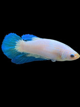 Load image into Gallery viewer, GIANT Female Halfmoon Plakat - Blue Rim #194 Live Betta Fish

