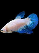 Load image into Gallery viewer, GIANT Female Halfmoon Plakat - Blue Rim #194 Live Betta Fish
