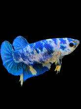 Load image into Gallery viewer, Female Halfmoon Plakat - Candy #1950 - Live Betta Fish
