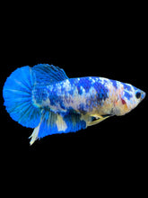 Load image into Gallery viewer, Female Halfmoon Plakat - Candy #1950 - Live Betta Fish
