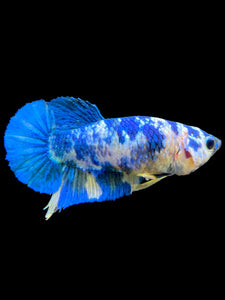 Female Halfmoon Plakat - Candy #1950 - Live Betta Fish