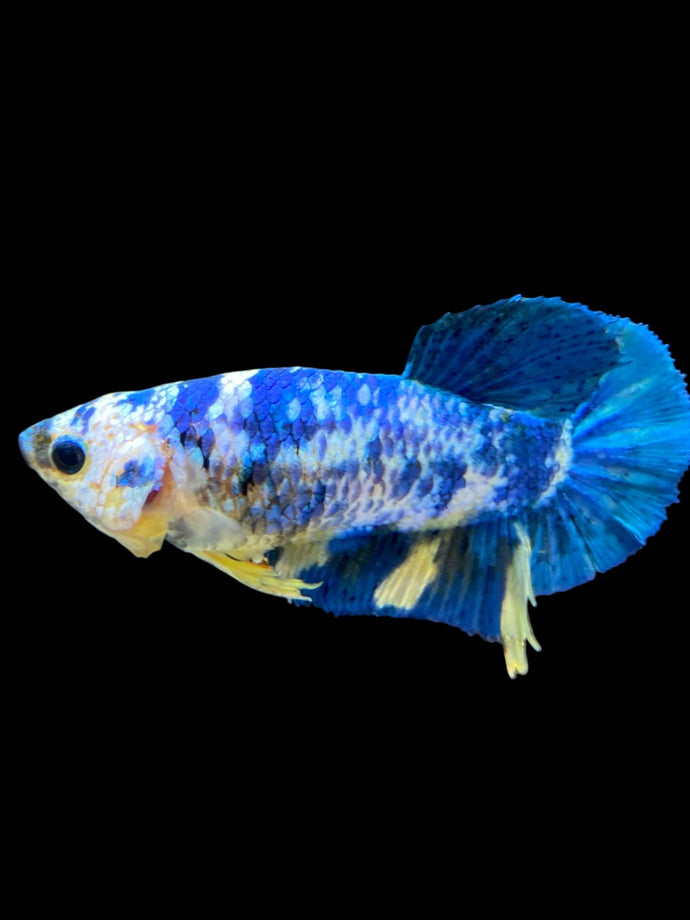 Female Halfmoon Plakat - Candy #1950 - Live Betta Fish