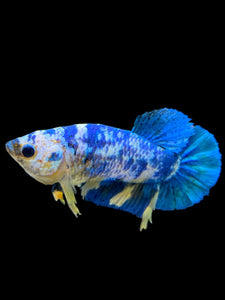 Female Halfmoon Plakat - Candy #1950 - Live Betta Fish