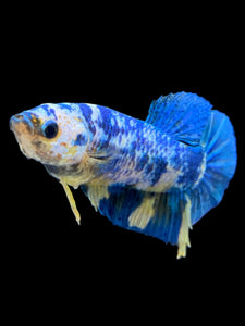 Female Halfmoon Plakat - Candy #1950 - Live Betta Fish